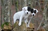 PARSON RUSSEL TERRIER 239